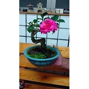 100pcs / bag Mini Rosa dei bonsai, i semi di rosa in miniatura, un po 'di piante svegli per Miniature Garden fiore pianta in vaso regalo bambino Seeds 3