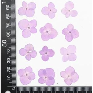 20 stks geperst gedroogde hortensia bloem herbarium voor nail art epoxyhars hanger ketting sieraden maken ambachtelijke doe-het-zelf accessoires-violet