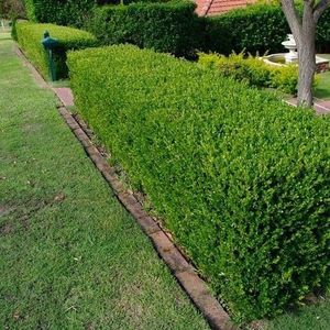 Wintergreen Japanese Boxwood Hedge Seeds (Buxus microphylla) 20+Seeds (20 Seeds): Only seeds