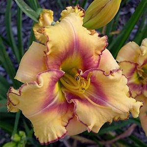 Seeds. 50 Pieces Mixed Color Hemerocallis Bonsai Tawny Daylily in Vase SeedsRare Hybrid color Hemerocallis Garden New Day Lily Flores: 20: Only seeds