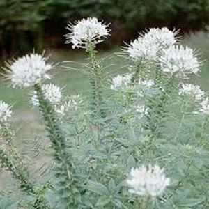 Cleome (Cleome hassleriana) - White Queen -50 Seeds