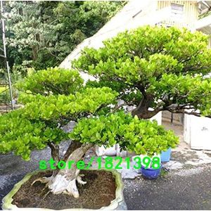 . Mini Bonsai Yellow Poplar Seeds a good choice for families absorb formaldehyde Buxus pot Tree Chinese boxwood Seeds 100PCS: 3: Only Seeds