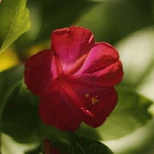 50 Red Four O' Clock Seeds Wildflower seed