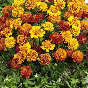 Haloppe Pak van 50 goudsbloem bloemen zaden voor thuis tuin planten, goudsbloem zaden levendige geur zaden voor tuin Veelkleurig