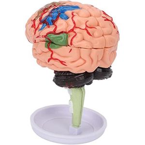 Anatomisch model van de hersenen, anatomisch 4D-model van de hersenen, hoge simulatie, vingerflexibiliteit, toepassing van vinylanatomiestudie