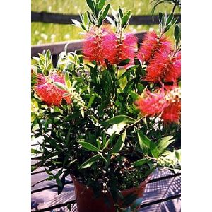 TROPICA - Piante arbustive ornamentali (Callistemon citrinus) - 400 Semi- Australia