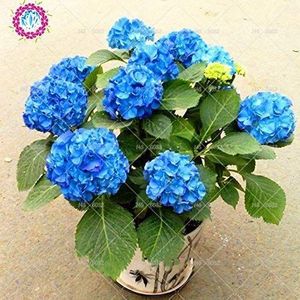 SwansGreen 1 : 10pcs/bag Blue Hydrangea Seed Mixed Hydrangea flower Seeds china hydrangea Bonsai seedViburnum potted Plant seed for home & garden 1
