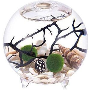 Footed Aquarium kit Globe Aquatic Kit Orb Terrarium Glazen Vaas met Voeten, Levende Mosballen Kiezels Zeeschelp en Zwart Ventilator Koraal Gebruikt voor Tafeldecoratie Cadeau voor Vrienden (3,5 ""x 4"", Stijl D)