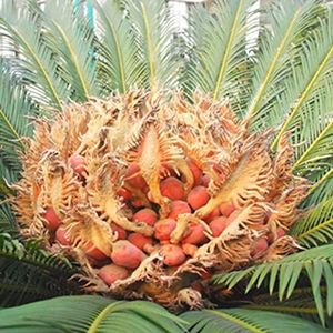 Portal Cool 1 X Sago Palm tree Seeds Cycas Revoluta Tropical Green Plant seeds Bonsai Home Decor