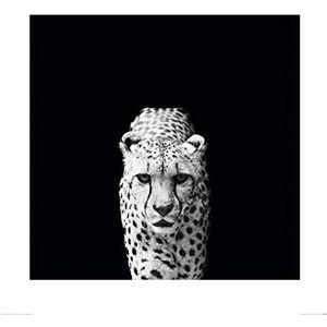 1art1 Grote Katten Poster Proud Cheetah, Nicolas Evariste Kunstdruk Reproductie 60x60 cm