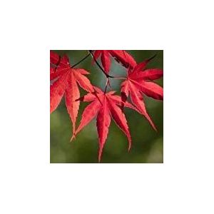 Semi giapponesi Maple Piccolo Testa di serie albero (Acer palmatum) 15 + Semi (15+)