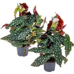 Bloomique - Set van 2 - Begonia Maculata - Stippenbegonia - Stippenplant - Kamerplanten - Luchtzuiverend - 20-30 cm Hoog - Pot 12 cm