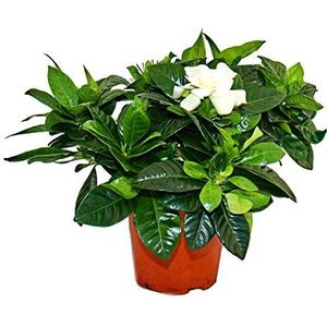 Gardenia - Geurige Bloeiende Plant met Crème-Wit Gekleurde Bloemen, 12 cm Pot