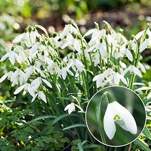 Sneeuwklokjes Galanthus Woronowii/Nivalis Bloembollen (50 bollen), winterharde meerjarige bollen, planten uit Nederland voor in de tuin en pot (grote knollen, geen zaden en niet kunstmatig).