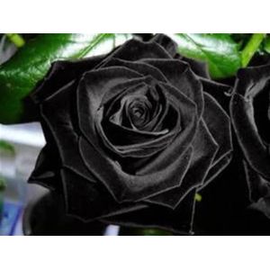 Black Rose Bush! 10 semi! Combined S/H! VEDERE IL NOSTRO NEGOZIO PER ALTRI rose!