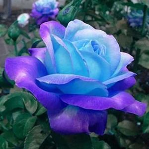 Haloppe 100st rozen bloemen zaden voor thuis tuin planten, rozenzaden geurige bloeiende plantenzaden voor balkon Blauw