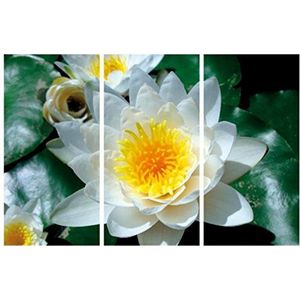 1art1 Bloemen Poster Kunstdruk Op Canvas White Water Lily Blossom, 3 Parts Muurschildering Print XXL Op Brancard | Afbeelding Affiche 120x80 cm