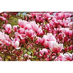 1art1 Bloemen Poster Kunstdruk Op Canvas Pink Magnolia Blossoms Muurschildering Print XXL Op Brancard | Afbeelding Affiche 120x80 cm