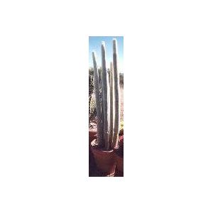 15 Semi di Silver torcia Cactus D8477 (cleistocactus strausii)