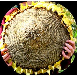 Massive Titan Sunflower 15 Seeds: Only Seeds Not A Live Plants