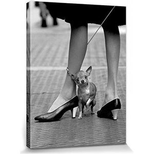 1art1 Honden Poster Kunstdruk Op Canvas Chihuahua, Time Life Muurschildering Print XXL Op Brancard | Afbeelding Affiche 40x30 cm