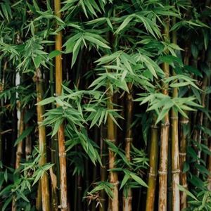 250 stuks bamboe boomzaden - kamerplanten lage lichtbehoefte, Fargesia spathacea, planten tuinzaden beste van bonsai boom groene planten wintervaste planten voor balkontuinieren