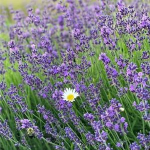 300 stuks lavendelzaadjes biologisch weidezaden, tuinzaden, kruidenzaden lavendel zaden bodembedekker winterharde meerjarige zaden bonsai pot weide bloemen zaden bloemzaden bloemenweidezaden