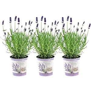 Plants by Frank - Set van 3 echte lavendelplanten in sierpot 'Deluxe' - 3 x Lavandula Angustifolia Felice ® 13 cm pot - Winterharde lavendelplant - Vers van de kwekerij Geleverd