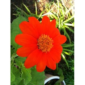 New Fresh 50pcs semi di fiori rossi Tithonia Rotundifolia