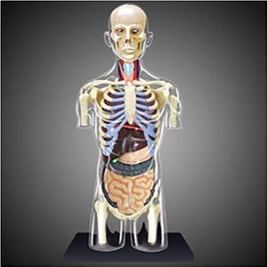 Torso Model - 1: 6 Human Body Half Body Interne Organen Anatomie Model - Afneembaar 37 Onderdelen Medisch Onderwijs - Voor Schoolmedisch Display Tool, Lab -Apparatuur