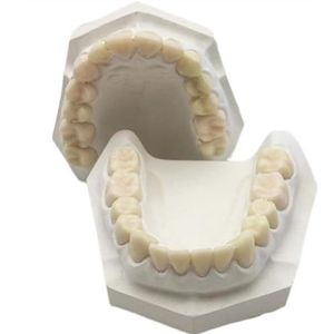 Gips basis hars tandmodel - 28 tanden voorbereiding praktijk model - hars tand tandmodel voor studie onderwijs
