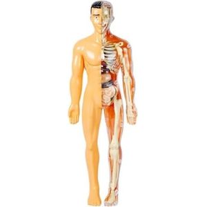 Human Anatomy – Leren & Ontdekken – Menselijk Lichaam Model Kit – Mijn