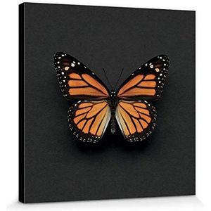 1art1 Vlinders Poster Kunstdruk Op Canvas Monarch Butterfly, Alyson Fennell Muurschildering Print XXL Op Brancard | Afbeelding Affiche 30x30 cm