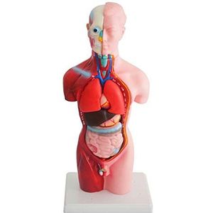 45cm Menselijk Torso Model Half Torso Model Met PVC Materiaal Menselijke Anatomie Model Gebruikt Voor Laboratoriummateriaal Vertoningsonderzoek