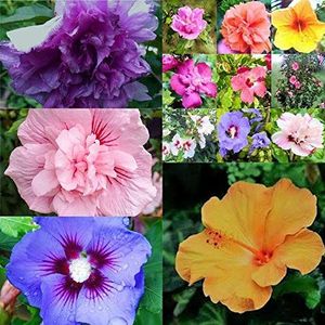 Germination Seeds: Yellow: Hibiscus Syriacus Different Varieties and Colors from 10 to 1000 Seeds: Only seeds