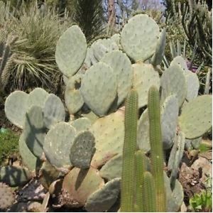 Semi Giant Silver Dollar Cactus (Opuntia robusta) 100 + Semi