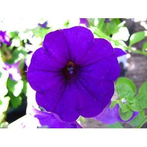 Dark Purple Petunia""Alderman"" 100 seeds: Only Seeds