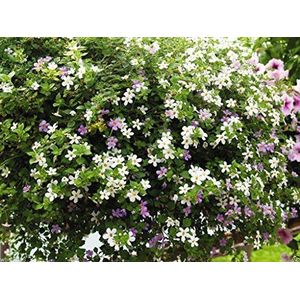 Bacopa Seeds, mixed, Perfect for hanging baskets and windowboxes. Perennial !