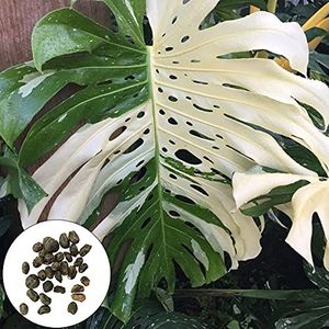 SANWOOD Plant Seeds Monstera Seeds for Home Garden Planting, 100Pcs Plant Seeds Air Purifying Fresh Landscaping Natural Monstera Seeds for Garden