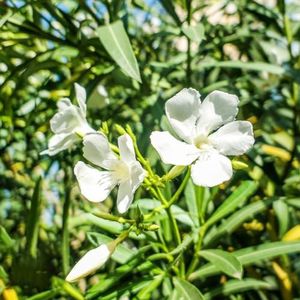 15 stuks Oleander winterharde zaden - Nerium oleander - kruidenzaden, zaden oleander planten buitenplanten, exotische planten winterhard tuinplanten, vaste planten winterhard bloemzaden