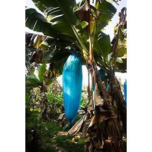 blauwe banaan - Musa itinerans (Yunnan banaan) - 10 zaden - vorsthard: tot -20 C °!
