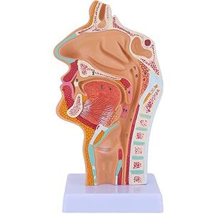 Spactz Neusholte Keel Anatomie Menselijk Anatomisch Farynx Larynx voor Studenten Studie Display Onderwijs