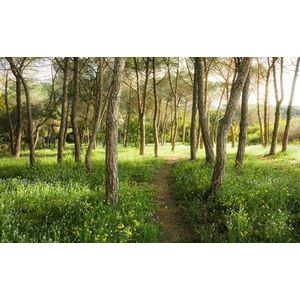 fotobehang bos groen 450 x 280 cm - van Sanders & Sanders