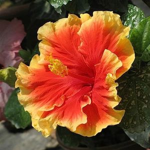 SANWOOD 100Pcs Hibiscus Seeds for Home Garden Planting, Exotic Coral Flower Hibiscus Seeds Gardening Giant Home Garden Plant Orange
