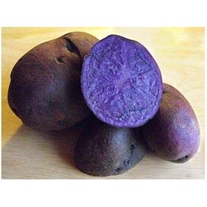 Portal Cool I semi di patate Purple Majesty Viola Patate Ucraina 10 Semi