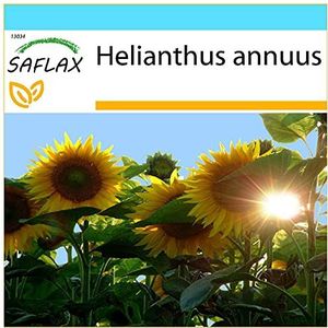 SAFLAX - Cadeauset - Zonnebloem Titan - 20 Zaden - Met geschenkdoos, kaart, etiket en potgrond - Helianthus annuus