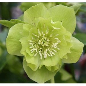 Helleborus Hellebore Orientalis Green Double in A 9Cm Pot: Only Seeds