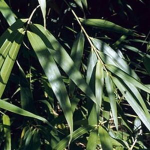 Japanse bamboe - Pseudosasa japonica -