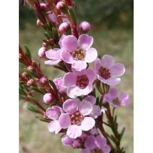 ASTARTEA DAINTY (Astartea fascicularis 'Pink') 150 semi