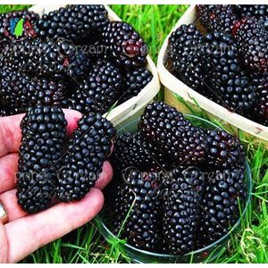 200 / Heirloom Blackberry semi dolce bacca nera More Giant Triple Crown Blackberry Nero Mulberry Semini Sementi di frutta